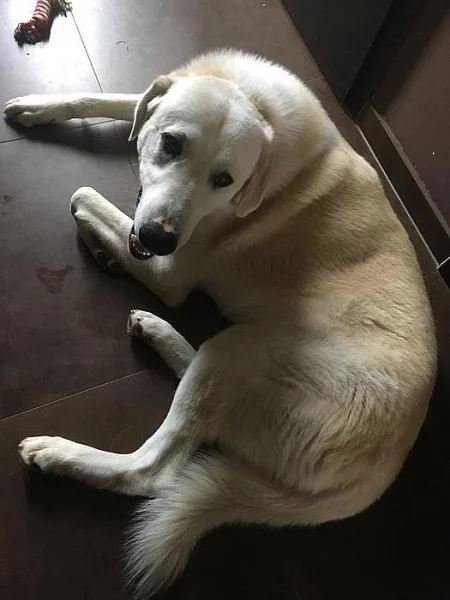 Prodám 2letého pejska