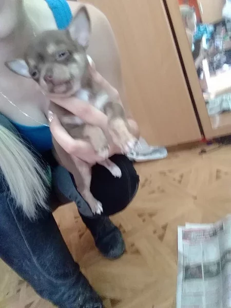 Prodám mini  čivavy krátkosrsté bez PP