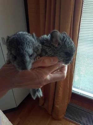 Dvě činčilí samičky (mláďata)