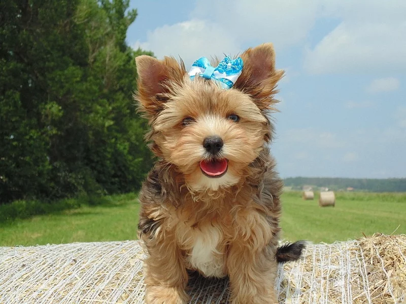 Jorkšírský teriér s PP