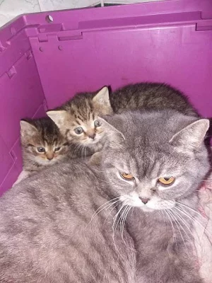 Prodám malé britské šelmičky - kočička i kocourek