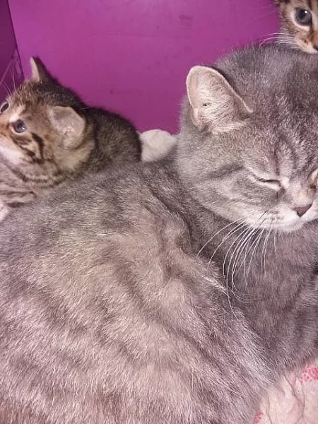 Prodám malé britské šelmičky - kočička i kocourek