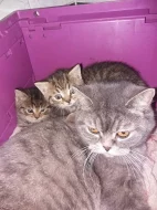Prodám malé britské šelmičky - kočička i kocourek