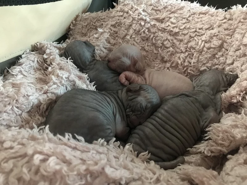 Koťata Donský sphynx s PP k prodeji
