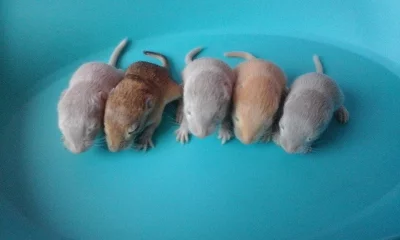 Pískomilové mongloští- okres Domažlice, Strakonice