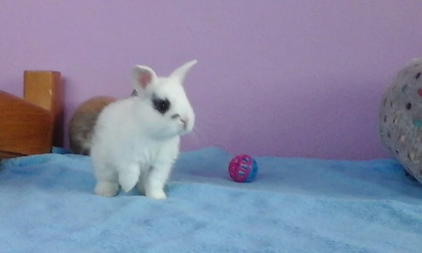 Zakrslí králíčci- okres Domažlice, Strakonice