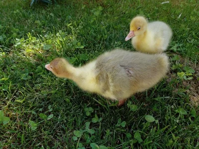 Prodám husy a housata