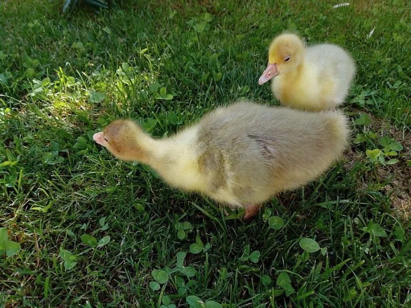 Prodám husy a housata