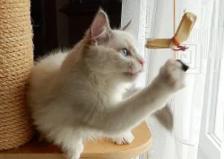 Krásná modrooká ragdollí kočička Glooria Camael