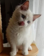 Krásná modrooká ragdollí kočička Glooria Camael
