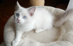 Krásná modrooká ragdollí kočička Glooria Camael