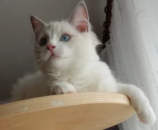 Krásná modrooká ragdollí kočička Glooria Camael