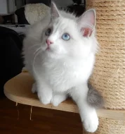 Krásná modrooká ragdollí kočička Glooria Camael