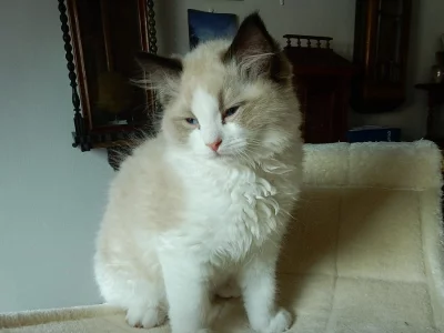 Ragdoll kocourek GINO s PP na luxusního mazlíčka