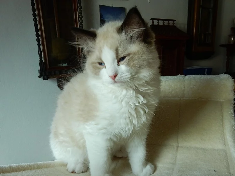 Ragdoll kocourek GINO s PP na luxusního mazlíčka
