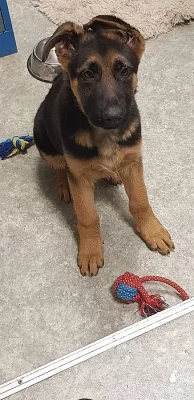 Daruji štěně Německého ovčáka 9 měsíců bez pp