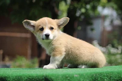 welsh corgi pembroke