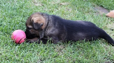 Prodám štěňata německého ovčáka s PP