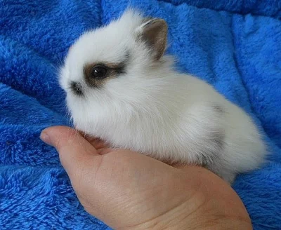 Zakrslý králíček s teddy genem a další