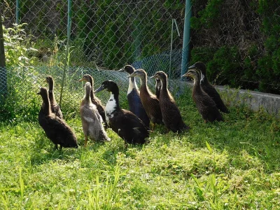 Daruji mláďata Indického Běžce, České Budějovice