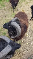 Quesantské ovečky