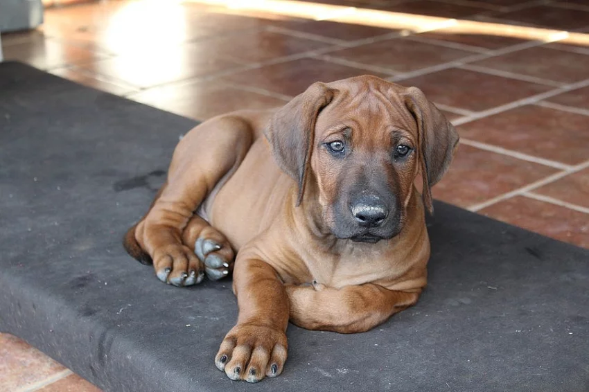RHODESKÝ RIDGEBACK