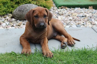 RHODESKÝ RIDGEBACK
