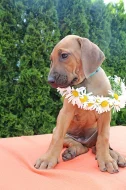 RHODESKÝ RIDGEBACK
