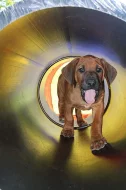 RHODESKÝ RIDGEBACK