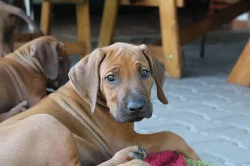 RHODESKÝ RIDGEBACK