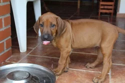 RHODESKÝ RIDGEBACK