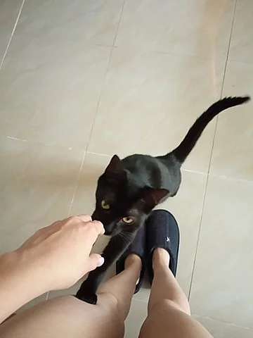 Daruji do dobrých rukou roční evropskou kočku