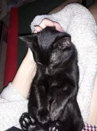 Daruji do dobrých rukou roční evropskou kočku