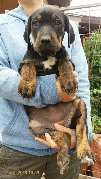 Catahoula