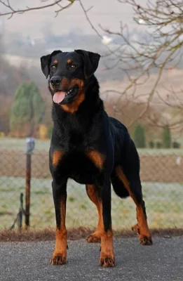 Beauceron