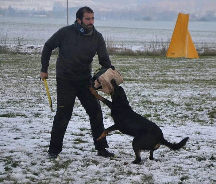 Beauceron