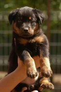 Beauceron