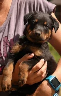 Beauceron