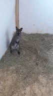 Mlade klokana-samecek- nenarocny na chov