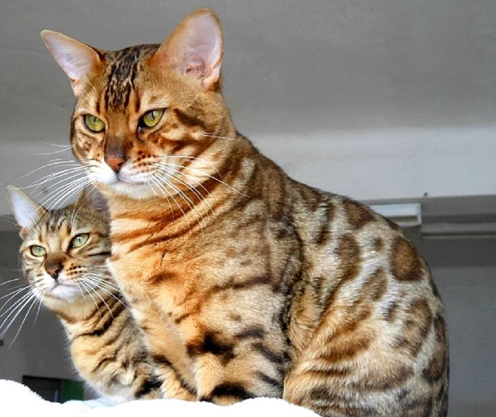 Bengálský kocourek