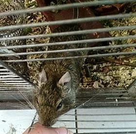 Daruji samičku osmáka degu, 4 roky