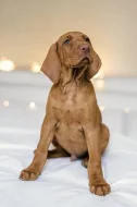 Maďarský ohař krátkosrstý - štěňata Vizsla