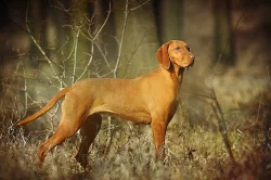 Maďarský ohař krátkosrstý - štěňata Vizsla