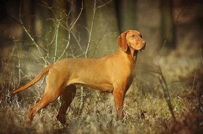 Maďarský ohař krátkosrstý - štěňata Vizsla