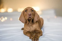 Maďarský ohař krátkosrstý - štěňata Vizsla