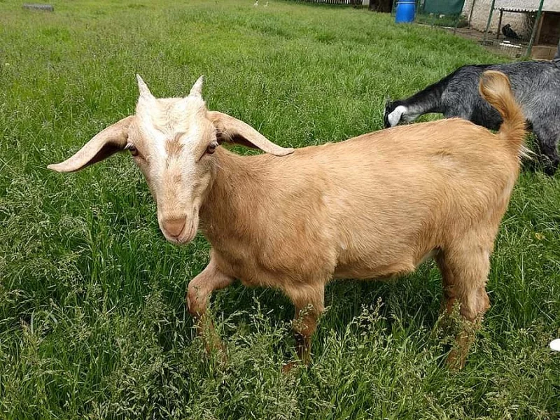 Prodám tři kozičky, kříženky anglonubijské