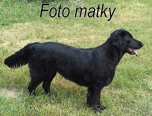 Flat Coated Retriever št. s PP