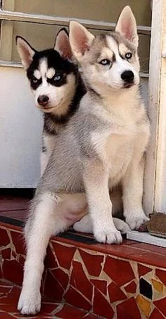 Štěňata sibiřského Husky