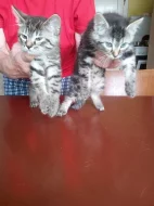 Daruji koťata