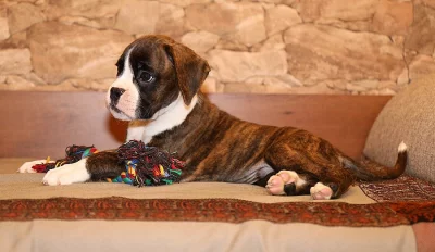 Boxer - kamarád na celý život